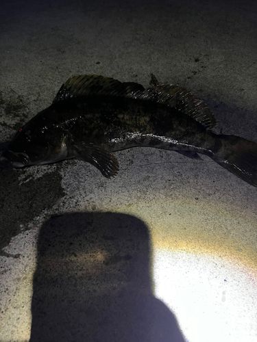 アイナメの釣果