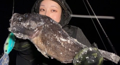 クロソイの釣果