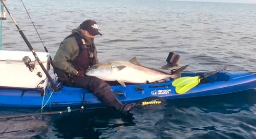 ブリの釣果