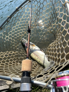 ニジマスの釣果