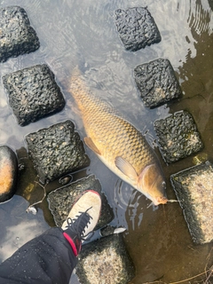 コイの釣果