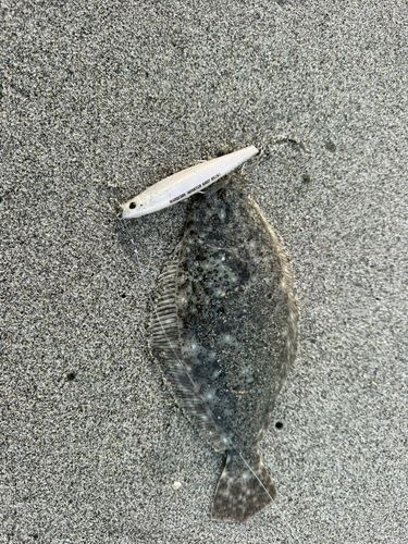 ソゲの釣果