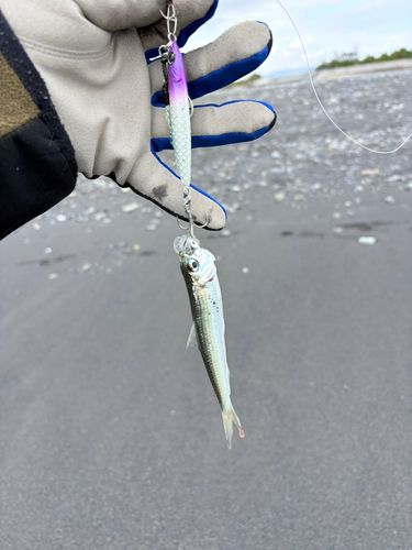 釣果