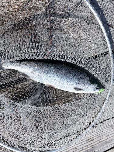 釣果