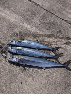 サワラの釣果