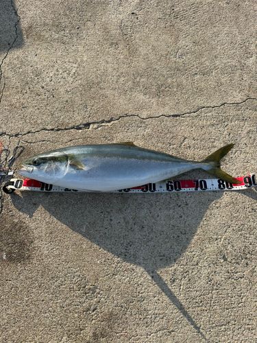 ブリの釣果