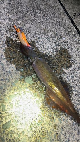 ヤリイカの釣果