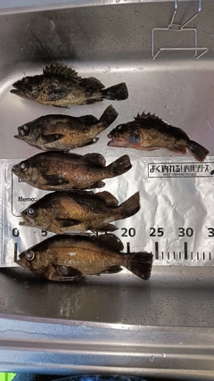 メバルの釣果
