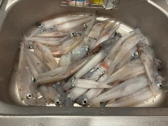 ヤリイカの釣果