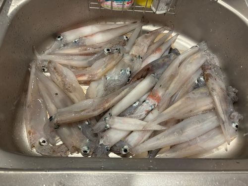 ヤリイカの釣果