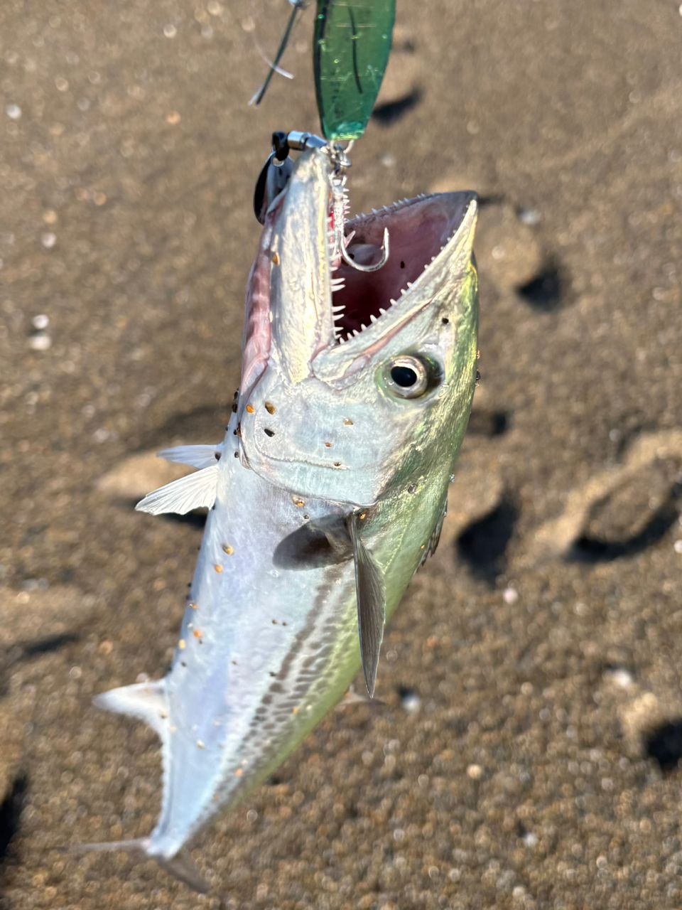 APIA グランデージ アトラス BLUE RUNNER 98Mの最安値・インプレ・釣果