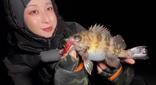 メバルの釣果