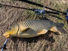 コイの釣果