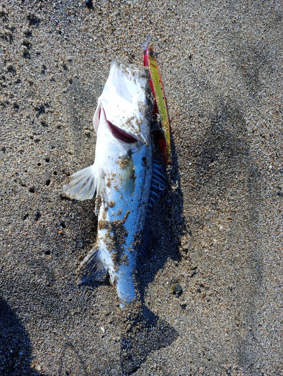 DAIWA 22ショアジギング X 100MHの最安値・インプレ・釣果 | 本音の