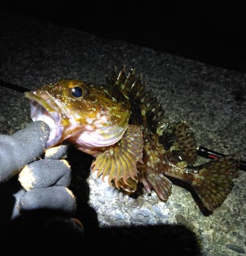 カサゴの釣果