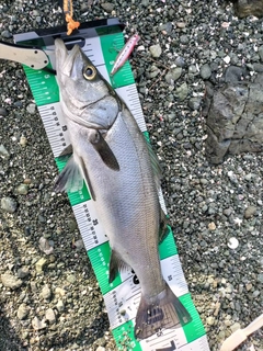 ヒラスズキの釣果