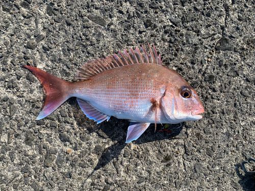 マダイの釣果