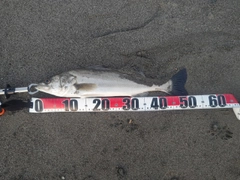 フッコ（マルスズキ）の釣果