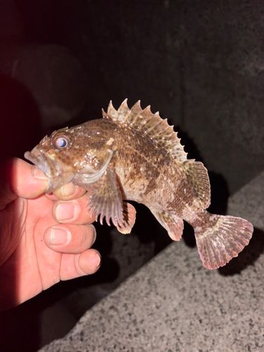 ソイの釣果