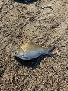 ヘラブナの釣果