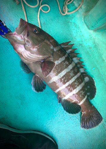 マハタの釣果