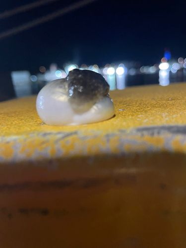 クサフグの釣果