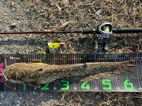 マナマズの釣果