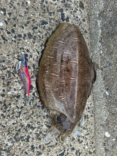モンゴウイカの釣果