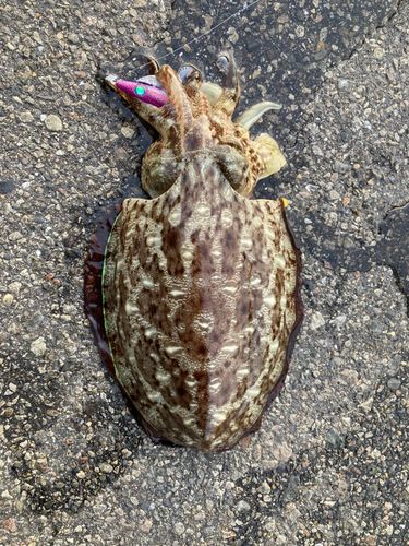 モンゴウイカの釣果