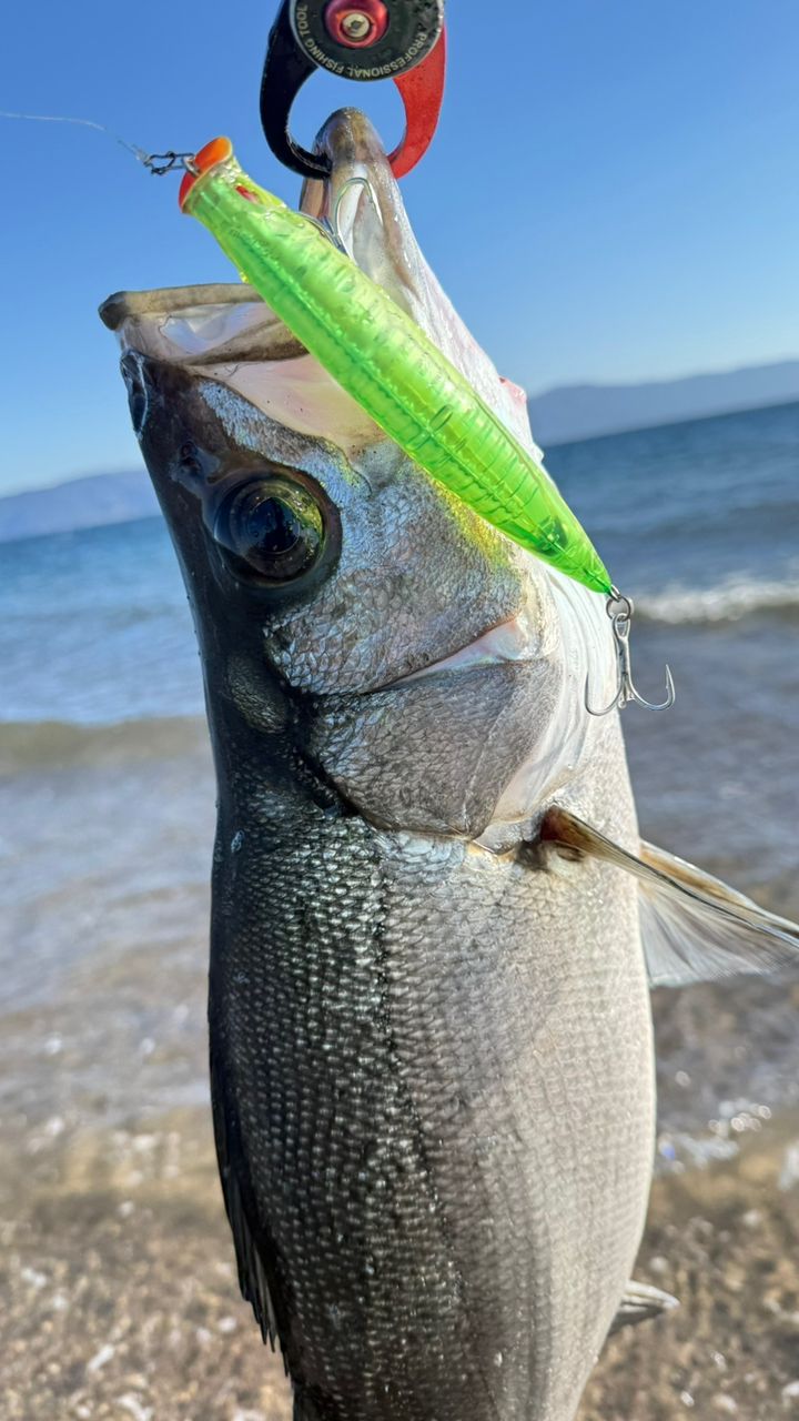 BlueBlue バルバル BALBAL99 Jerking Editionの最安値・インプレ・釣果