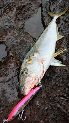 ヒラマサの釣果