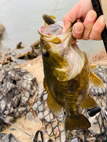 スモールマウスバスの釣果