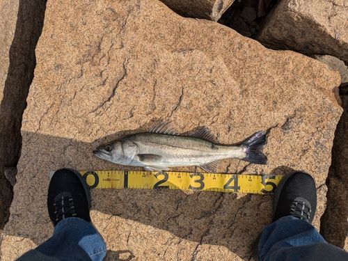 スズキの釣果