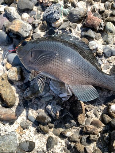 メジナの釣果