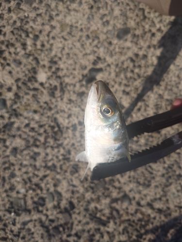 ボラの釣果