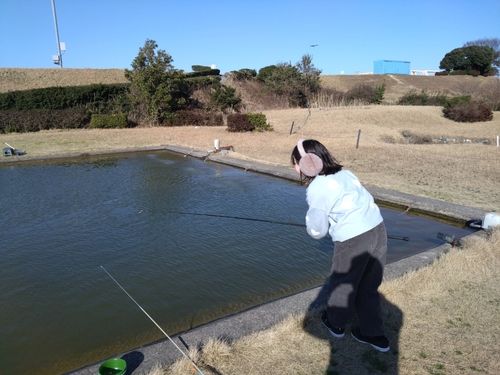 コイの釣果