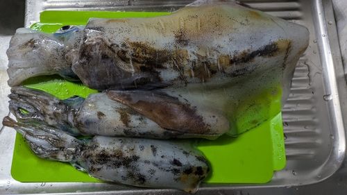 アオリイカの釣果