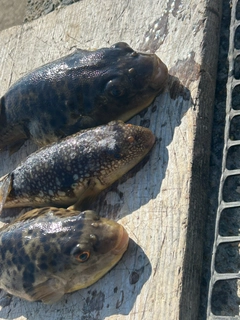 フグの釣果