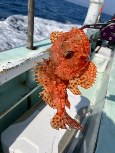 オニカサゴの釣果