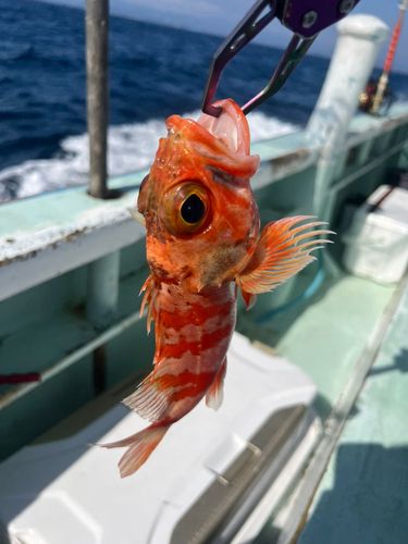 ユメカサゴの釣果