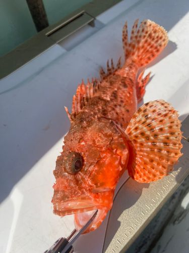 ウッカリカサゴの釣果