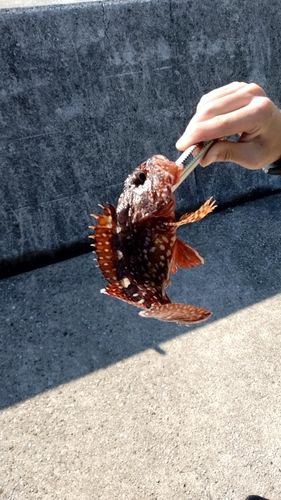 カサゴの釣果