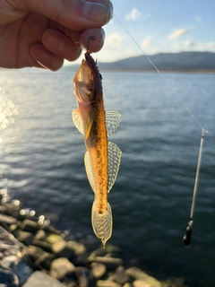 マハゼの釣果