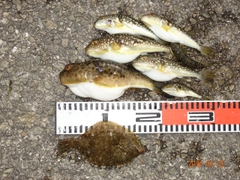 カレイの釣果