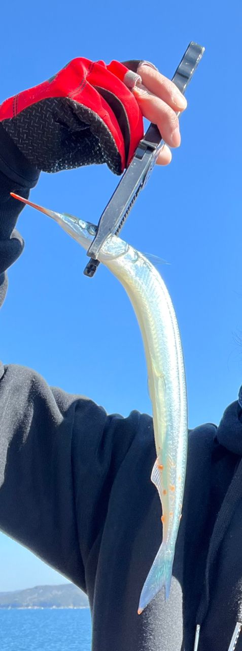 DAIWA インプレッサ 2019年モデルの最安値・インプレ・釣果 | 本音の