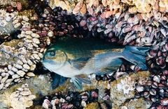 メジナの釣果