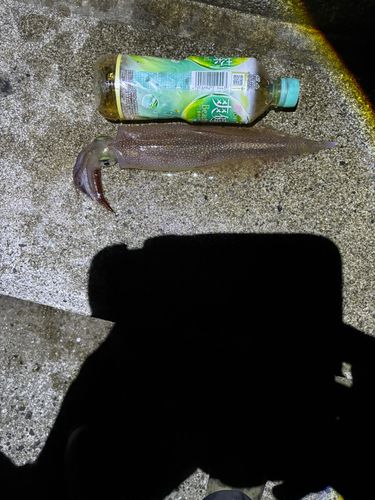 ヤリイカの釣果