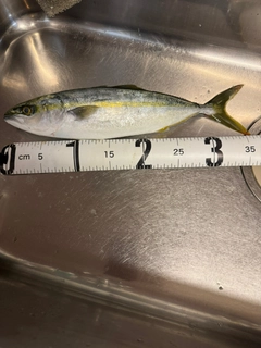 コゾクラの釣果