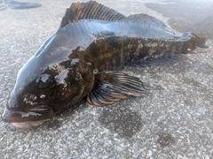 アイナメの釣果