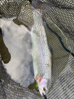 トラウトの釣果